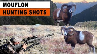 CHAMOIS - MOUFLON A L'APPROCHE DANS LES ALPES FRANCAISES
