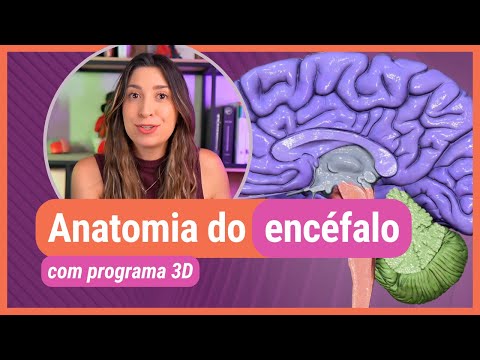 ANATOMIA DO ENCÉFALO! Com programa 3D