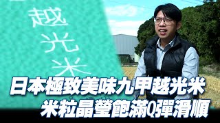 日本極致美味九甲越光米 米粒晶瑩飽滿Q彈滑順粒粒分明《發光新藍海》