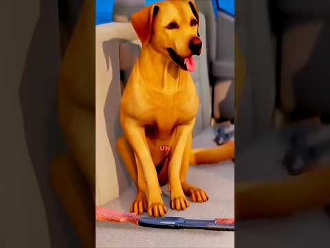 Un chien tire sur son maître 😳