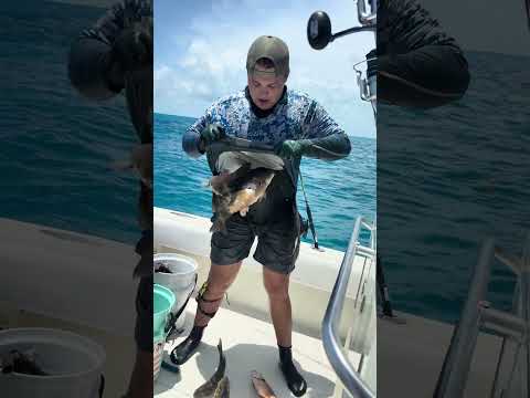 We shot World record snappers !
