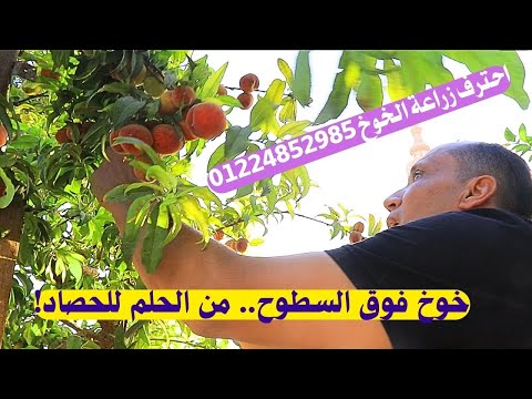 السر في السطح!" 🍑🌞 "خوخ من السطح! 🍑🌇 كيف حولت سطح بيتي إلى بستان ذهبي؟"