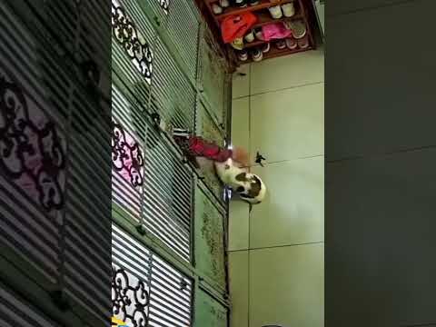 O GATO SALVOU O DIA !!! #memes #viralvideo #rir #comedy #cat #amazing #funny #shorts