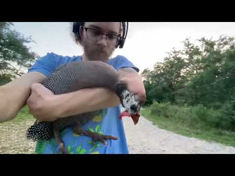 The Last Video I Took With My Sweetest Guineafowl