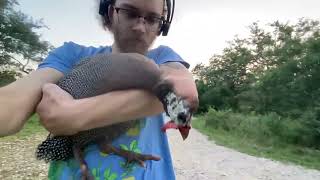 The Last Video I Took With My Sweetest Guineafowl
