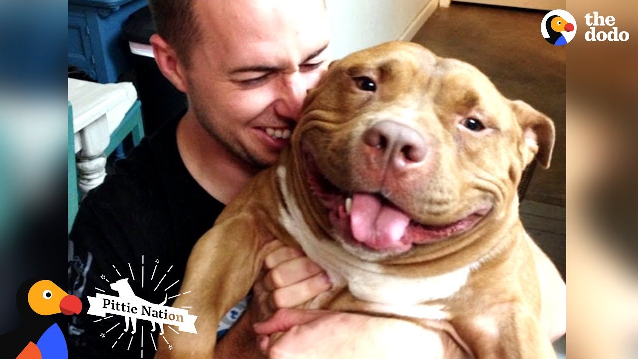 Happy Pit Bull Dog Loves It When His Dad Babies Him Pittie Nation