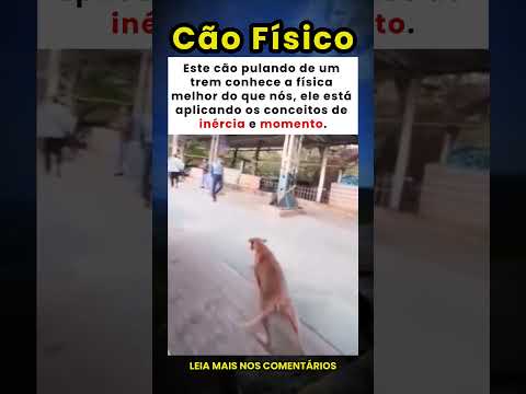 Este cão entende de física melhor do que nós, aplicando inércia e momento 🐾