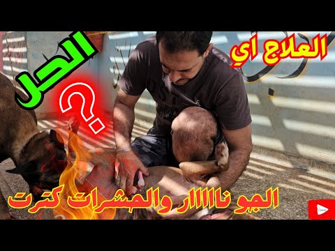 حشرات الصيف وطرق التخلص منها