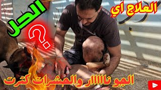 حشرات الصيف وطرق التخلص منها