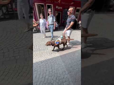 Ich teste meinen Blindenführhund 