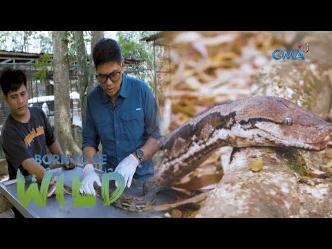 Can Doc Nielsen Donato save a snake that suffered after being trapped ...