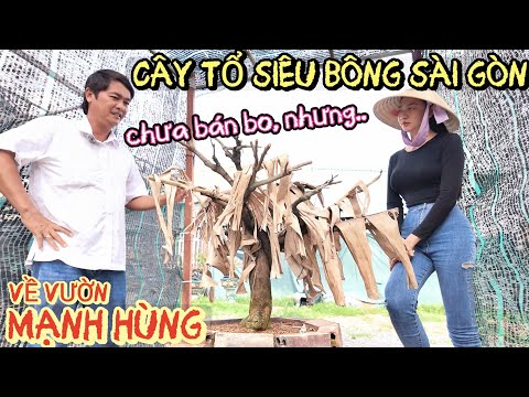 Chú Sáu Bình Dương tặng Mạnh Hùng cây tổ SBSG chùm cục cục ghép hàng loạt phôi khủng nhất Nhơn Trạch