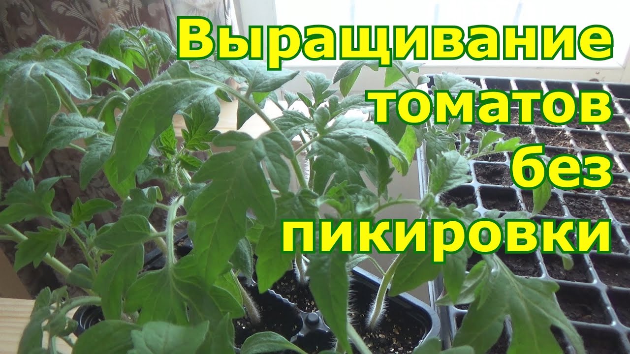 Посев и выращивание томатов без пикировки