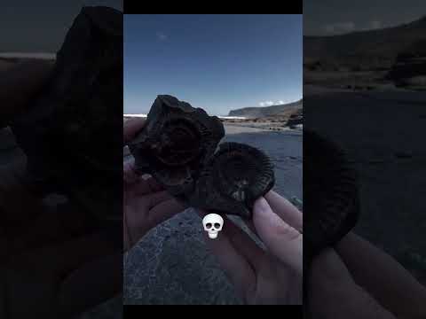 Best Fossil Finds 💀