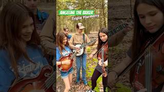 🎻“Angeline the Baker” Triple Harmony 🪕🎶 #bluegrass #bluegrassmusic #mandolin #fiddle #banjo