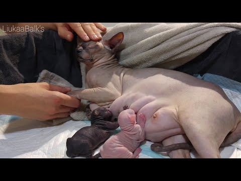 Just a Moment and Kittens Will be Born 💞 Touching Sphynx Cat Family Video ❣️