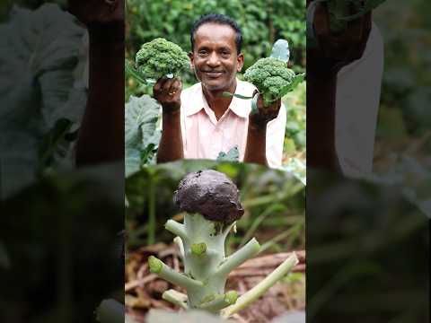 ১টা ব্রকোলি গাছে ২বার ফলন পাওয়ার নতুন আবিষ্কার #village #farming #food