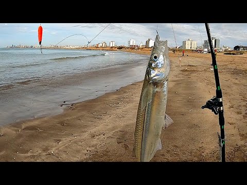 PESCA DE PLAYA CON MUCHO PIQUE A ESCASOS METROS DE LA ORILLA