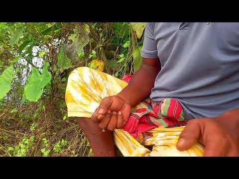 Fishing video || traditional catching hook fishing in village Lotus bill#fishing