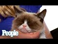 Grumpy Cat Trivia Questions