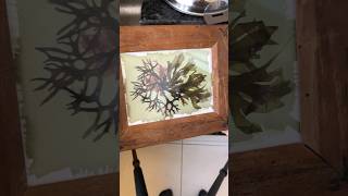 Making Photography with ALGAE ?