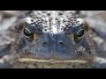 Understanding Frog Adaptations