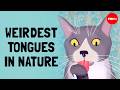 Animal Tongue Functions and Adaptations