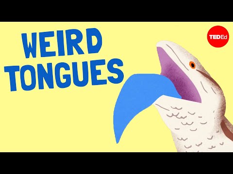 The weirdest (and coolest) tongues in the animal kingdom - Cella Wright