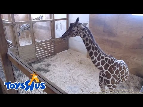 April The Giraffe Has FINALLY Given Birth & The Internet Couldn't Be Happier!