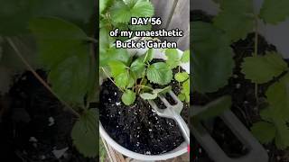 I tried this eggshell garden hack so you don’t have to… #organicgardening #garden #growyourownfood