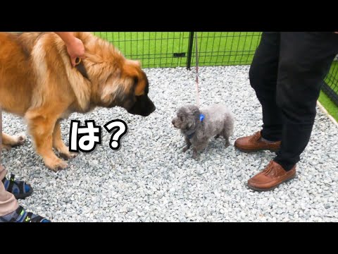 威嚇して吠えまくる犬を大型犬に差し出した結果がこちら