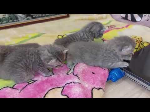🐱Hi! Cute!