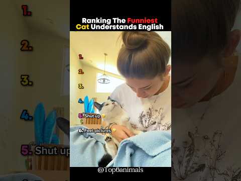 Ranking The Funniest Cat Understands English 🤣 #shorts #cat