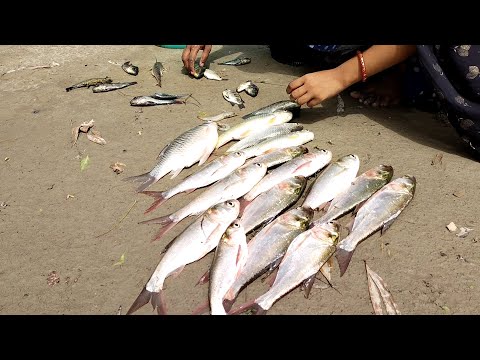 Amazing fish video