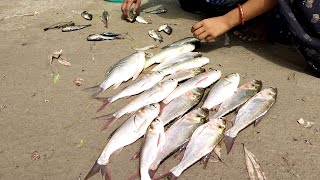 Amazing fish video