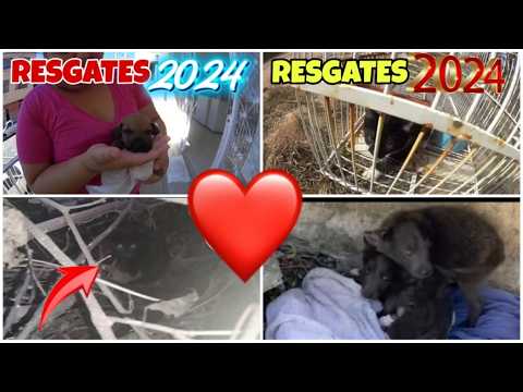 Resgates mais emocionantes de 2024, Salvando vidas e mudando destinos