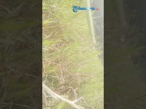 DETIK-DETIK OPM Serang POLSEK HOMEYO, Intan Jaya