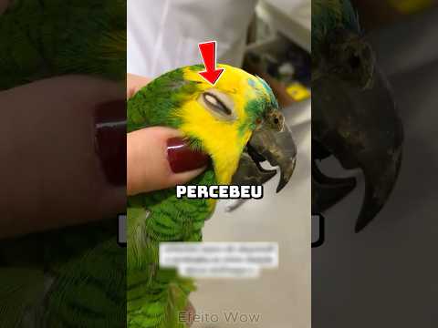 Ele tinha uma semente pressa no olho! 😨🦜 #shorts #curiosidades