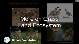 More on Grass Land Ecosystem