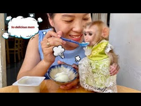 Yogurt is delicious, mom  Baby monkey Linda