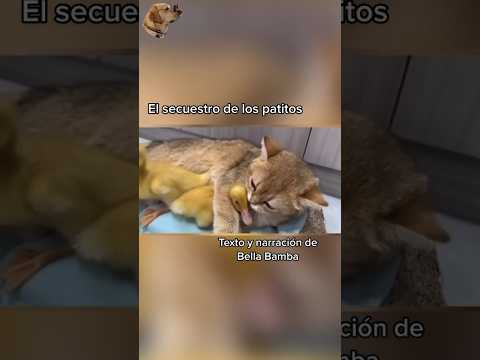 El secuestro de los patitos #historiasdeanimales #animales
