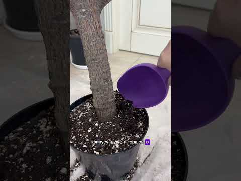 Реанимация фикуса Лирата!