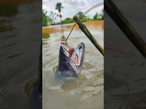 Viral Fishing Techniques with Kidney ๐ #fishing @WeRTogether1825 #shorts #viral