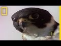 Bat Falcon Behavior and Characteristics