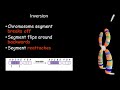 Exploring Chromosomal Mutations