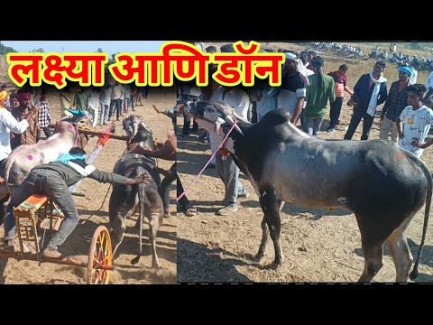 डॉन आणि लक्ष्या | शंकरपट गाजवणारी बैलजोडी |Shankarpat