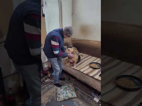 Lütfü amca…Kedi ve köpekleri için yıllarca bu yıkık evde yaşamaya çalışıyor ❤️🩹