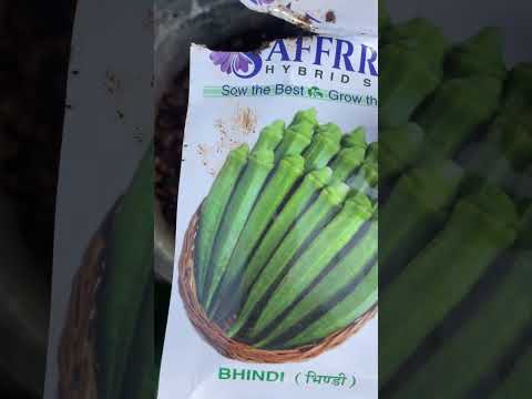 Peacock Destroying My Terrace Garden 😢🌿 | What Can I Do?