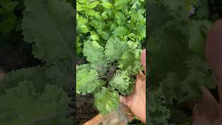 เห็นพื้นที่ว่างๆไม่ได้เลย ต้องเติม😁#ปลูกเคล #ปลูกผัก #ปลูกผักสวนครัว #ลูกผักภูเก็ต