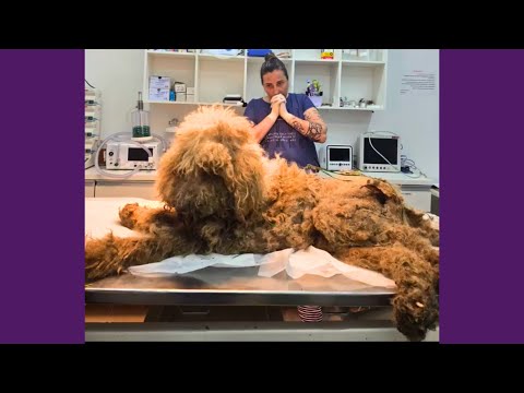Cachorro Abandonado em Vala Há 2 Dias, Vive Um Milagre Para Voltar A Sorrir!